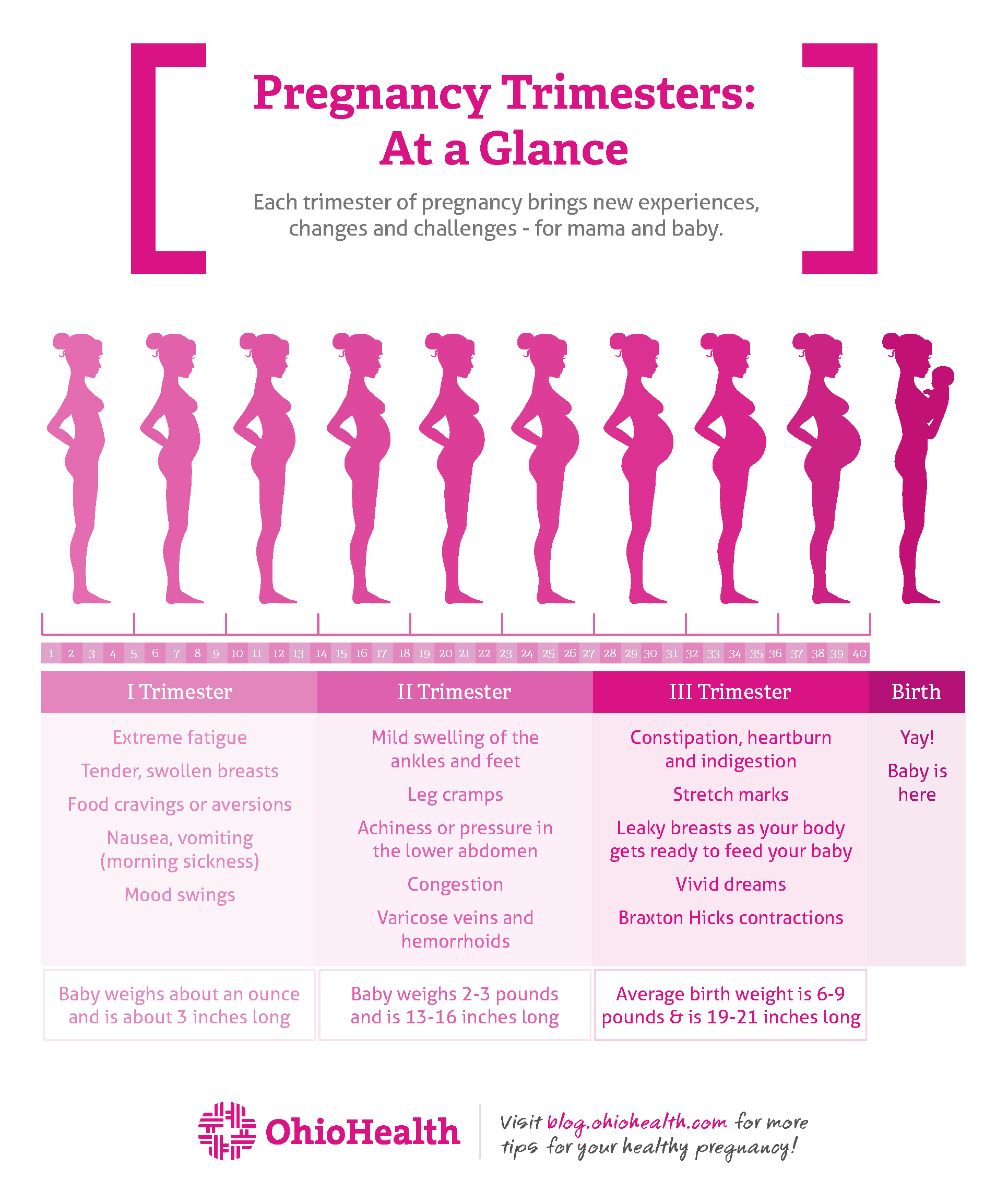 1st 2nd And 3rd Trimester Chart