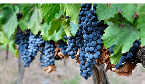 Several bunches of grapes on the vine in a vineyard