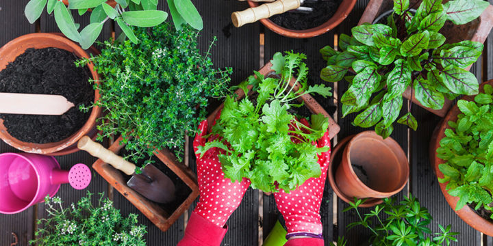 Closeup of person planting a plant in a garden pot