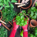 Closeup of person planting a plant in a garden pot