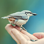 Hand holding a small bird
