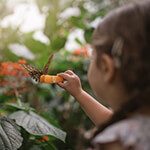 Young child looking at butterflies and caterpillars