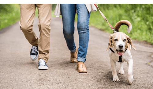 Two people walking dog on a path outdoors