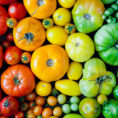 Closeup of a variety of different shaped and colored tomatoes