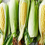 Closeup of a pile of corn cobs