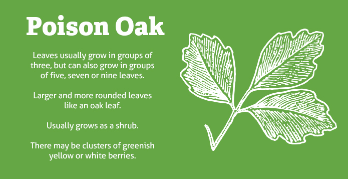 Poison Ivy Vs Oak Vs Sumac Ohiohealth,Steaming Green Beans In Pressure Cooker