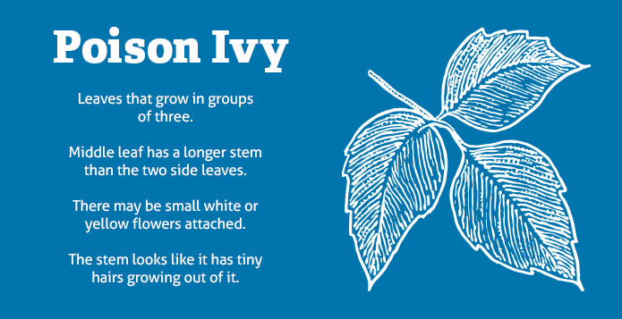 Description and sketch of poison ivy