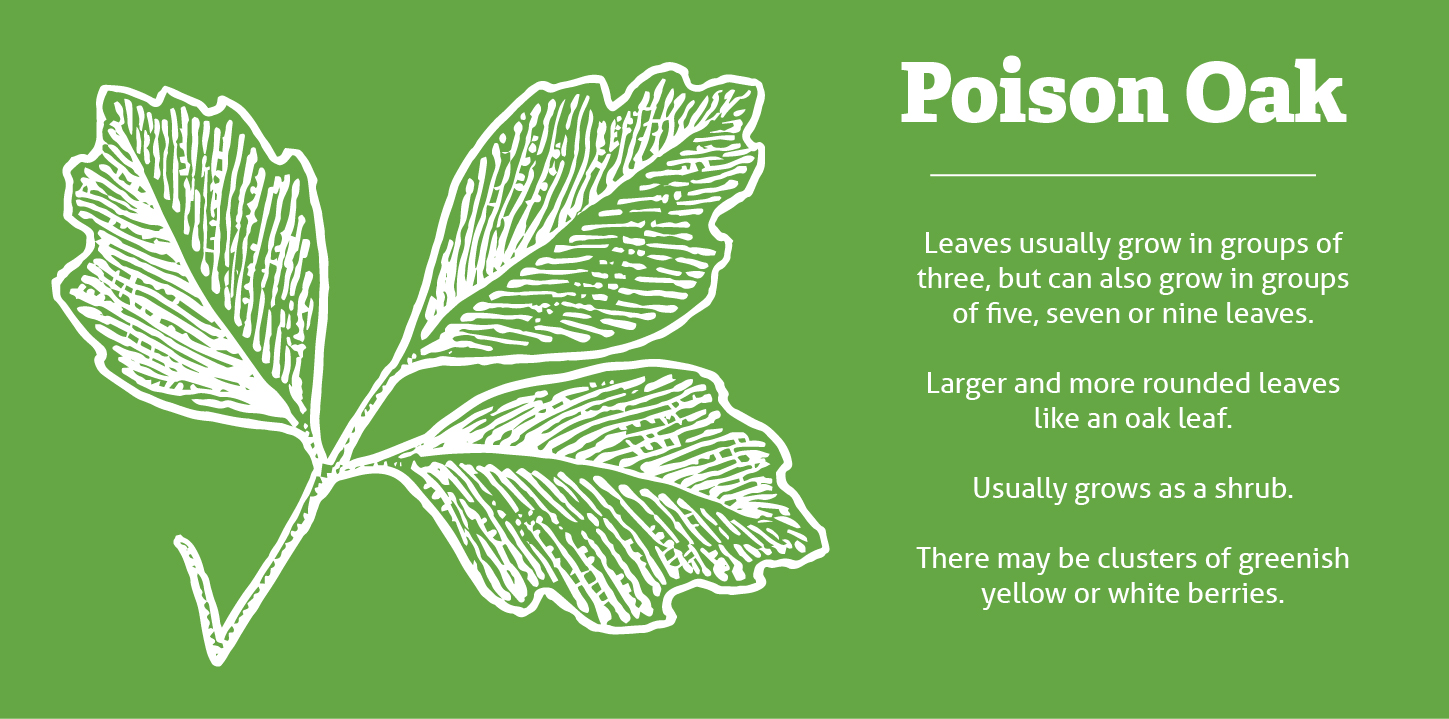 PoisonousPlants-Poison Oak – OhioHealth.