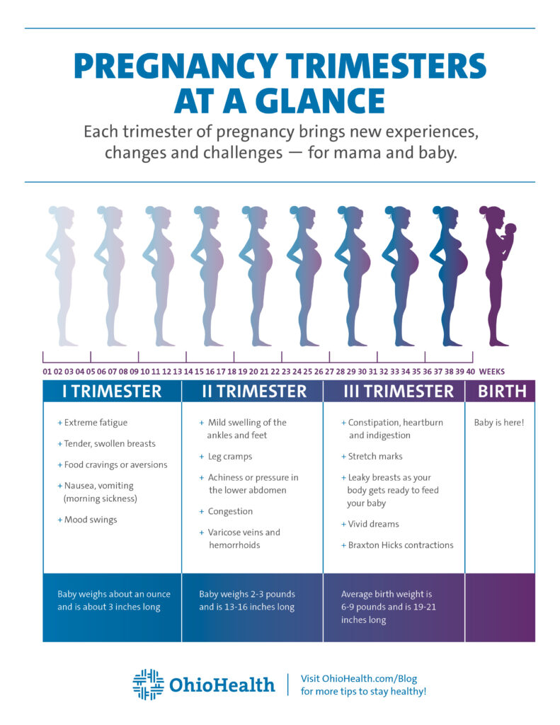 Pregnancy Trimester Stages at a Glance Infographic