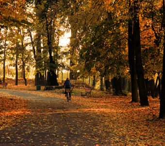 Forest bike path in the fall with lone bike rider in distance