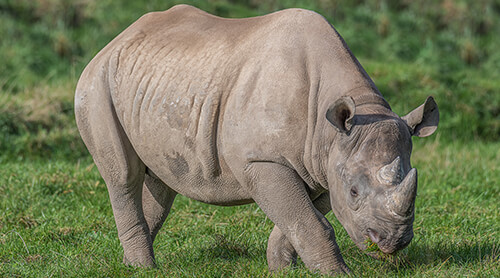 Rhino at Zoo