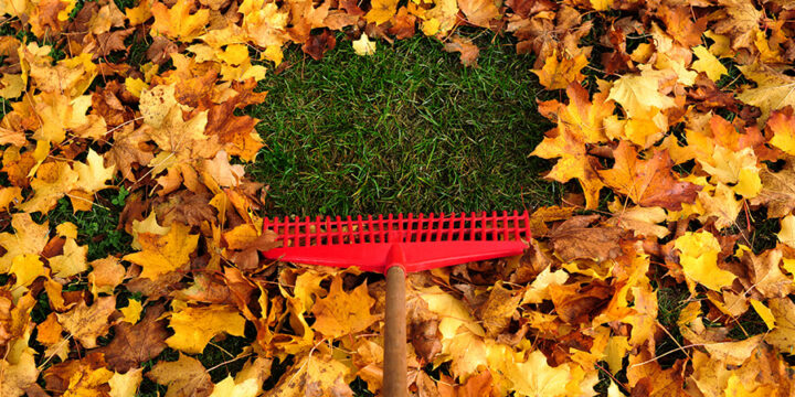 Rake in pile of fallen leaves on lawn