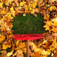 Rake in pile of fallen leaves on lawn