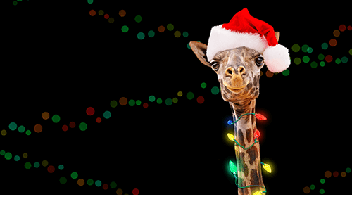 Giraffe wearing a Santa hat with holiday lights on