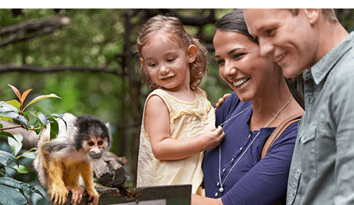 Family with small child looking at an animal at the zoo