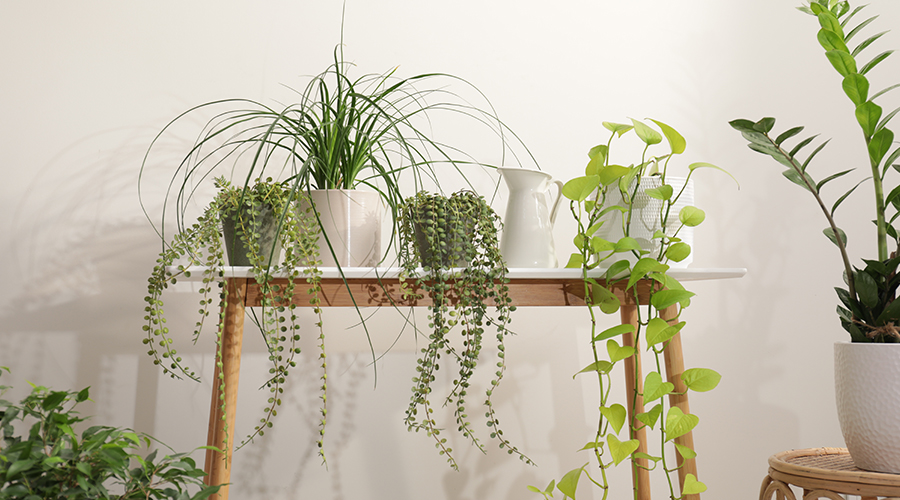 Group of assorted house plants on a bench