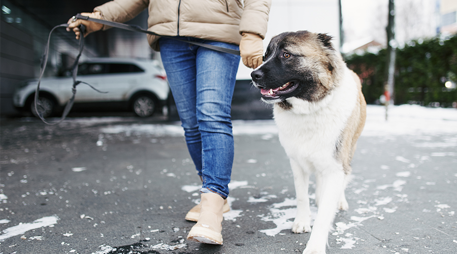 Woman walking dog in winter